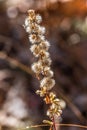 Dried wildflower in autumn