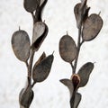 Dried Wildflower Seed Pods