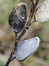 Dried Wildflower Seedpods