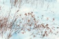 Dried wildflower in snow