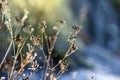 Dried wildflowers in the glade on a sunny summer day. Royalty Free Stock Photo