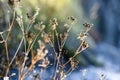 Dried wildflowers in the glade on a sunny summer day. Royalty Free Stock Photo