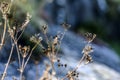 Dried wildflowers in the glade on a sunny summer day. Royalty Free Stock Photo