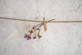 Dried wildflowers pinned with a clothespin to a 5 rope against a gray wall, space for text. Concept: autumn is coming, last Sunny