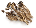 Dried willow tea tree mushrooms