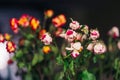 Dried wilted roses of different colours isolated on black background. Dry withered rosy fowers with green faded leaves. Royalty Free Stock Photo