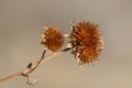 Dried winter wildflower thistles