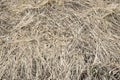 Dried withered grass in the meadow