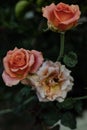 Dried Withered Orange Rose Flower