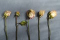 dried withered roses with fallen petals and dried leaves lie parallel in a row on a ultimate gray background in the sun