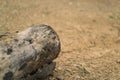 Dried wood in arid lands Royalty Free Stock Photo