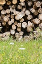 Dried wood stack with green and flowers as biodiversity, forefront