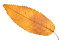 Dried yellow autumn leaf of ash tree cut out Royalty Free Stock Photo