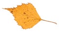 Dried yellow autumn leaf of birch tree cut out Royalty Free Stock Photo