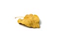 Dried yellow autumn leaf of linden tree