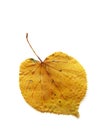 Dried yellow autumn leaf of linden tree (1)