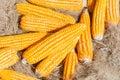 A Dried yellow Corn,Many mature corn for animal