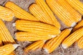 A Dried yellow Corn,Many mature corn for animal