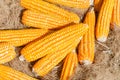 Dried yellow Corn,Many mature corn for animal