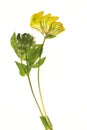 Dried yellow flower