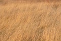 Dried yellow grass