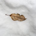 Dried yellow leaf lies in the snow Royalty Free Stock Photo