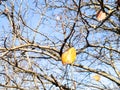 Dried yellow leaves on quince tree under blue sky Royalty Free Stock Photo