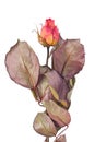 Dried yellow and pink rose bud Royalty Free Stock Photo