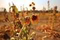 dried yellow plans in dry field cause by extreme hot heatwaves summer, drought natural disaster