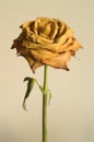Dried yellow rose Royalty Free Stock Photo