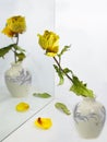 A dried yellow rose with falling petals and leaves looks in the mirror