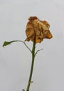 Dried yellow rose Royalty Free Stock Photo