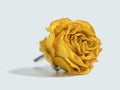Dried yellow rose flower head Royalty Free Stock Photo