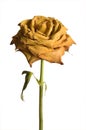 Dried yellow rose isolated Royalty Free Stock Photo