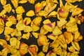 Dried yellow rose petals on a black background Royalty Free Stock Photo