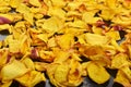 Dried yellow rose petals on a black background Royalty Free Stock Photo