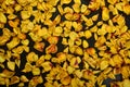 Dried yellow rose petals on a black background Royalty Free Stock Photo