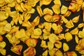 Dried yellow rose petals on a black background Royalty Free Stock Photo