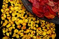 Dried yellow rose petals on a black background and Twisted red leaves on a clay plate Royalty Free Stock Photo