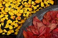 Dried yellow rose petals on a black background and Twisted red leaves on a clay plate Royalty Free Stock Photo