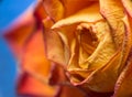 Dried yellow rose