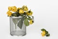 Dried yellow rose Royalty Free Stock Photo