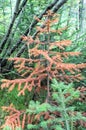 Dried young conifer against other green trees.