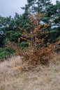 Dried young tree