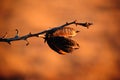 Dried Yucca Seed Pod