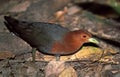 Driekleurige Ral, Red-necked Crake, Rallina tricolor Royalty Free Stock Photo