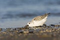 Drieteenstrandloper, Sanderling, Calidris alba Royalty Free Stock Photo