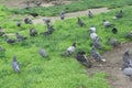 A drift of Pigeons on the ground Royalty Free Stock Photo