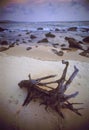 Drift wood on the beach Royalty Free Stock Photo
