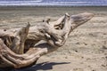 Drift Wood at the Beach, New Zealand Royalty Free Stock Photo